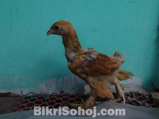 ব্রাহমা মুরগি